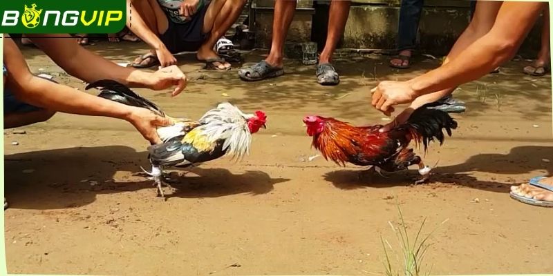 Hiểu rõ luật lệ thi đấu chính thức của đá gà tre