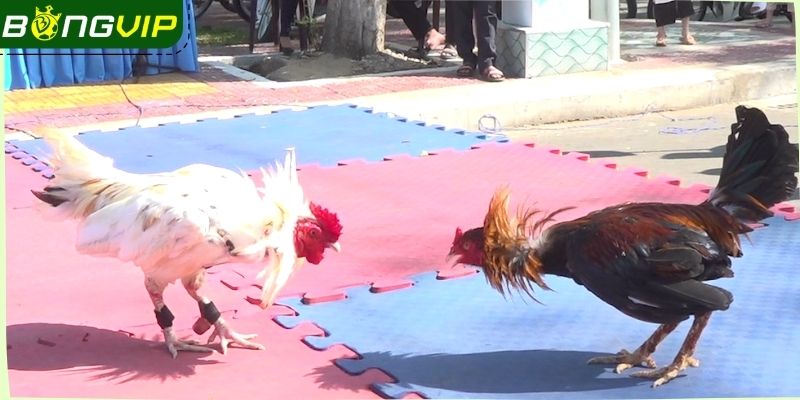 Sơ lược về đá gà tre