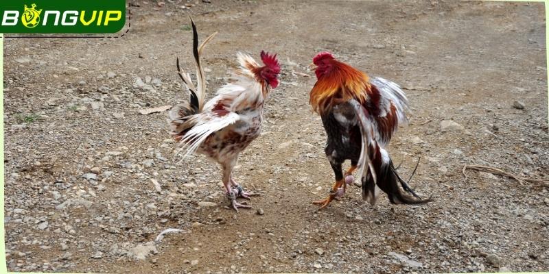 Trải nghiệm hấp dẫn cùng hàng ngàn tựa game từ Bongvip